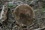 Tricholoma vernaticum image