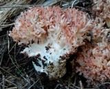 Ramaria rubripermanens image