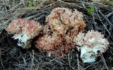 Ramaria rubripermanens image