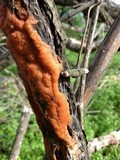 Fusicolla merismoides image