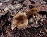 Pholiota terrestris image