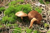 Pholiota highlandensis image