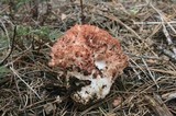 Ramaria botrytis image
