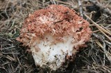 Ramaria botrytis image