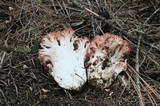 Ramaria botrytis image