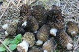 Morchella snyderi image