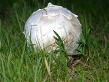 Calvatia pachyderma image