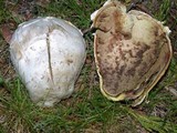 Calvatia pachyderma image