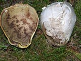 Calvatia pachyderma image