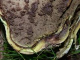 Calvatia pachyderma image