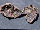 Melanogaster tuberiformis image