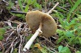 Agrocybe rivulosa image