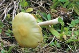 Agrocybe rivulosa image