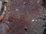 Fuscoporia ferrea image