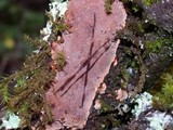 Fuscoporia ferrea image