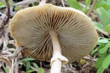 Agrocybe rivulosa image