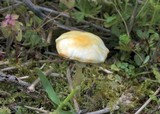 Agrocybe rivulosa image