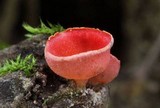 Sarcoscypha occidentalis image