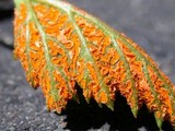 Gymnoconia nitens image