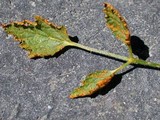 Gymnoconia nitens image