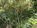Gymnoconia nitens image