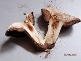 Agaricus bitorquis image