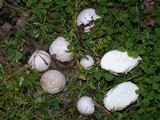 Bovista plumbea image