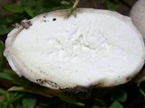 Bovista plumbea image