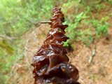 Exidia recisa image