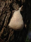 Reticularia lycoperdon image