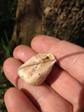 Reticularia lycoperdon image