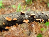 Anthracophyllum lateritium image