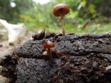 Psilocybe coprophila image