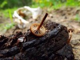 Psilocybe coprophila image