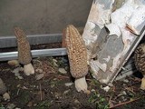 Morchella importuna image