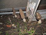 Morchella importuna image