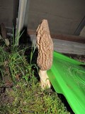 Morchella importuna image