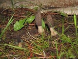 Morchella importuna image