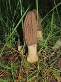 Morchella importuna image