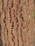 Morchella importuna image