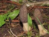Morchella importuna image