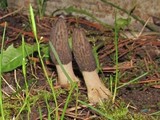 Morchella importuna image