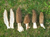 Morchella importuna image
