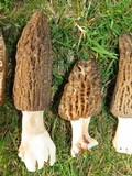Morchella importuna image
