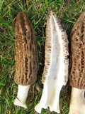 Morchella importuna image