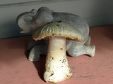 Amanita smithiana image
