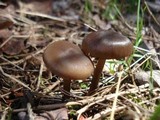 Entoloma vernum image