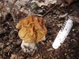 Gyromitra korfii image