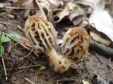 Morchella diminutiva image