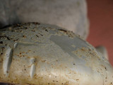 Amanita smithiana image
